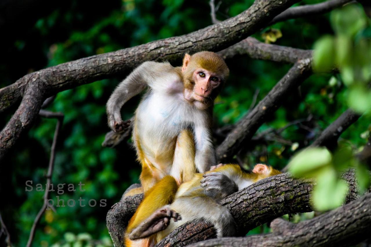 Bardia Wildlife Resort Bardiya Kültér fotó