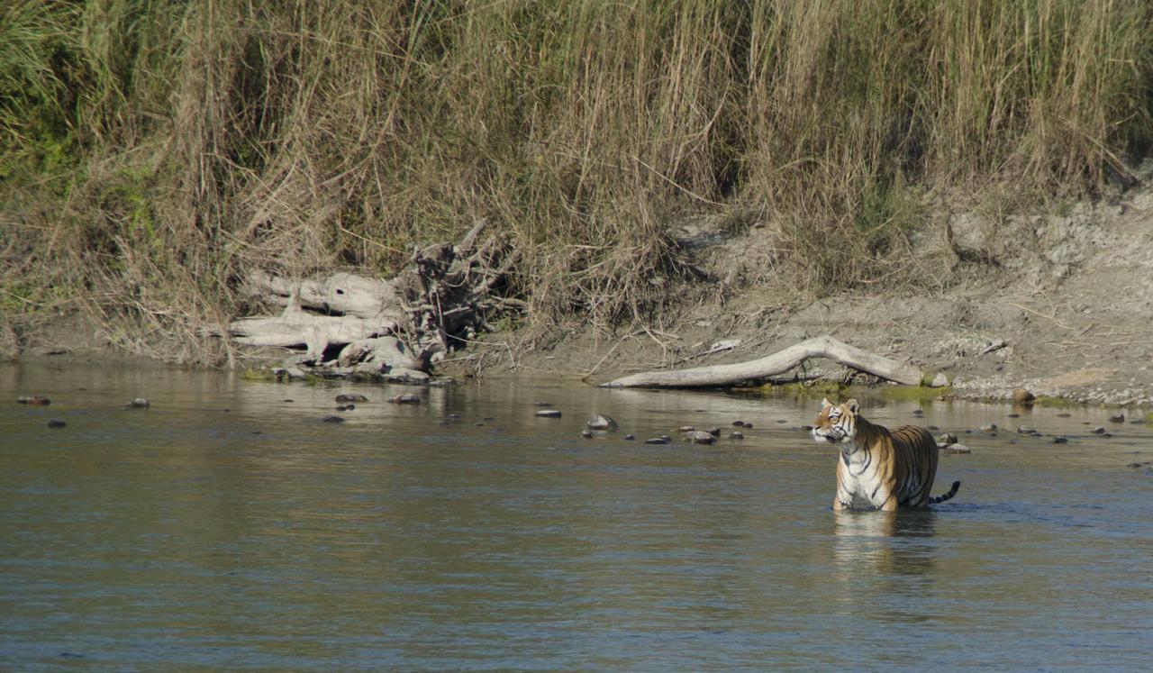 Bardia Wildlife Resort Bardiya Kültér fotó