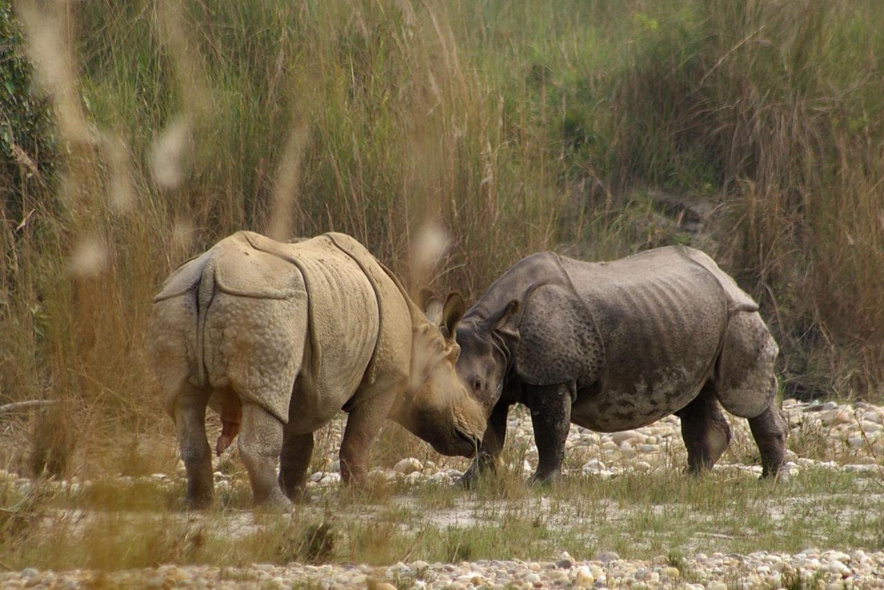 Bardia Wildlife Resort Bardiya Kültér fotó