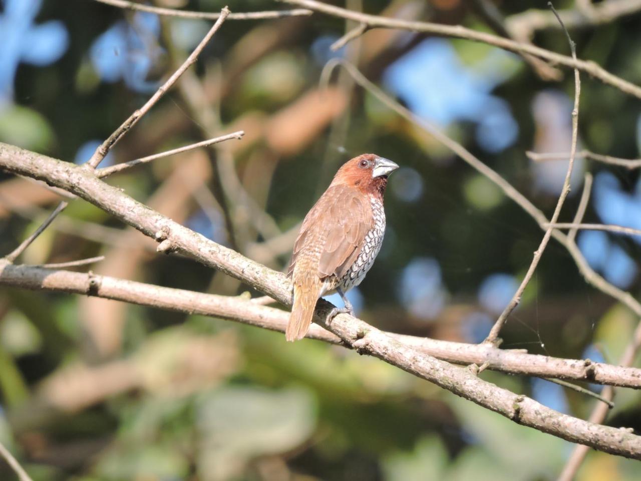 Bardia Wildlife Resort Bardiya Kültér fotó